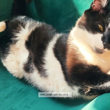 Photo 1/1 Choupette Chat lost in Laval