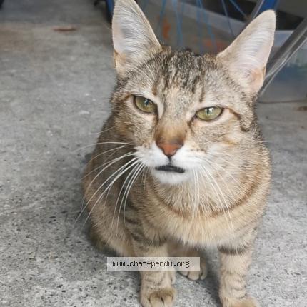 Photo 1/1 jelly Chat lost in Toulouse