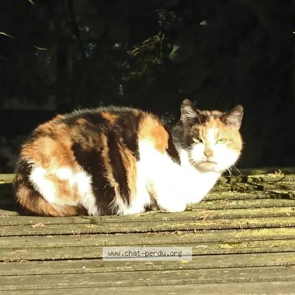 Photo 1/1 Found cat Found in Bouguenais