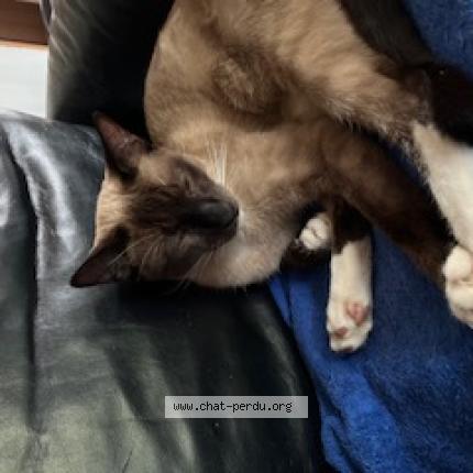 Photo 1/1 Cat reunited Lost in Montreal