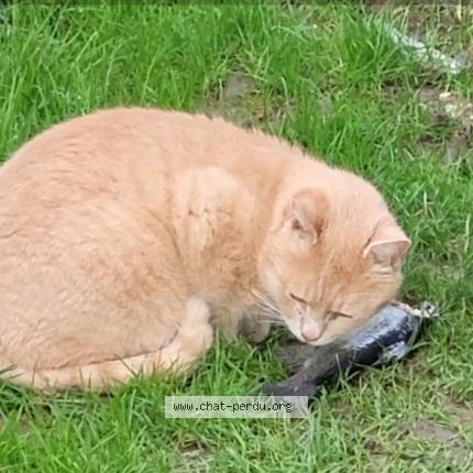 Photo 1/1 Caramel Chat lost in Landrethun les ardres