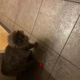 Picture of cat found at L Isle D Abeau