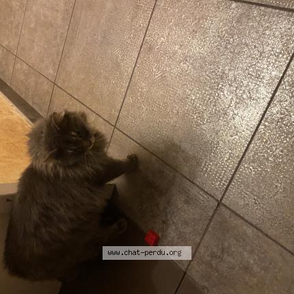 Photo 1/1 Found cat Found in L isle d abeau