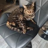 Picture of cat lost at Cuchery