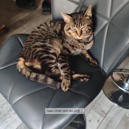 Photo 1/1 Oss&eacute; Chat lost in Cuchery