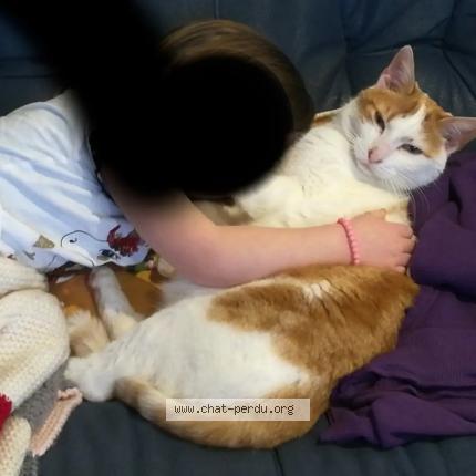 Photo 1/1 Nougat Chat lost in Vaux le penil