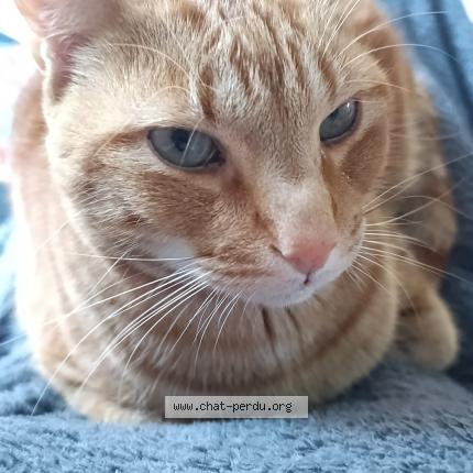 Photo 1/1 Tchikko Chat lost in Esse