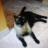 Picture of cat lost at Orlando