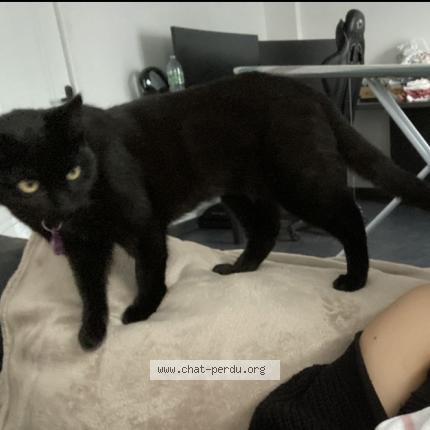 Photo 1/1 Kiki Chat lost in Livry gargan