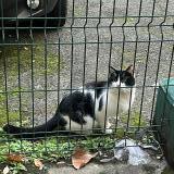 Picture of cat found at Paris