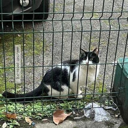 Photo 1/1 Found cat Found in Paris