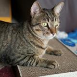 Picture of cat lost at Guyancourt