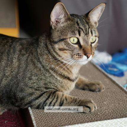 Photo 1/1 Dexter Chat lost in Guyancourt