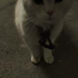 Picture of cat found at Mont De Marsan