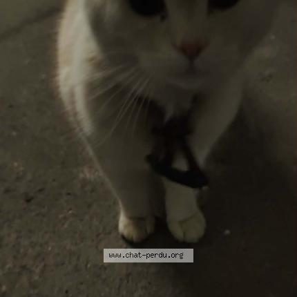 Photo 1/1 Found cat Found in Mont de marsan