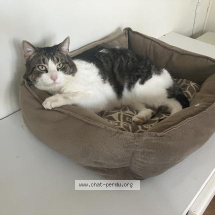 Photo 1/1 Reunited cat Found in Longueuil