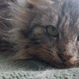 Picture of cat found at Collinee