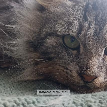 Photo 1/1 Found cat Found in Collinee