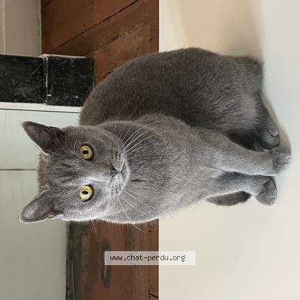 Photo 1/1 Txomin Chat lost in Biriatu