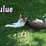 Picture of cat lost at St Andre Des Eaux