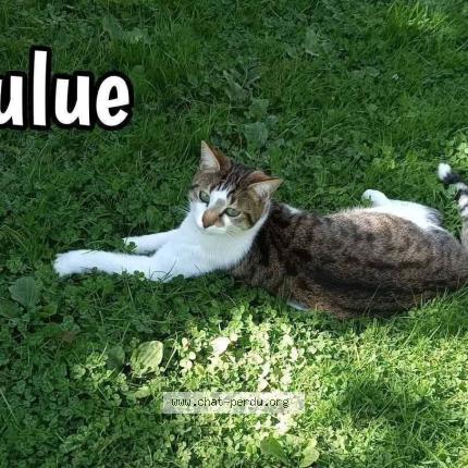 Photo 1/4 Lulue Uluberlue Chat lost in St andre des eaux