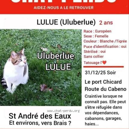 Photo 2/4 Lulue Uluberlue Chat lost in St andre des eaux