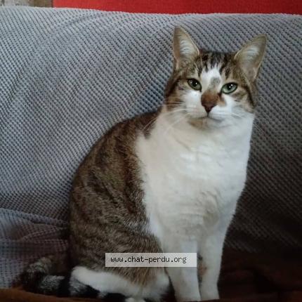 Photo 3/4 Lulue Uluberlue Chat lost in St andre des eaux