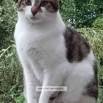 Photo 4/4 Lulue Uluberlue Chat lost in St andre des eaux
