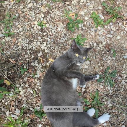 Photo 1/1 Dji Dji Chat lost in Pompertuzat