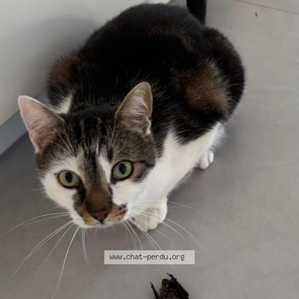 Photo 1/1 Choco Chat lost in St georges de reneins