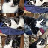 Picture of cat lost at Velleminfroy