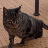 Picture of cat found at Deer Park