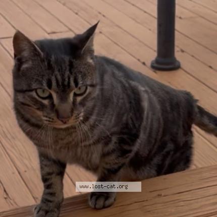 Photo 1/1 Found cat Found in Deer park