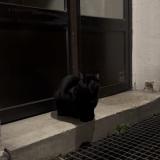Picture of cat found at Paris
