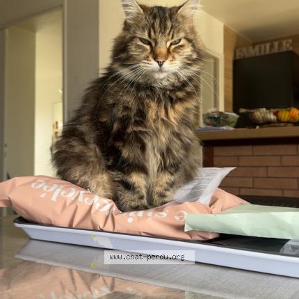 Photo 1/1 Pablo Chat lost in Criquiers