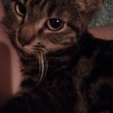 Picture of cat lost at Raphele Les Arles