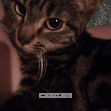 Photo 1/1 Luxio Chat lost in Raphele les arles