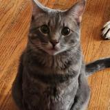 Picture of cat lost at Park Hills