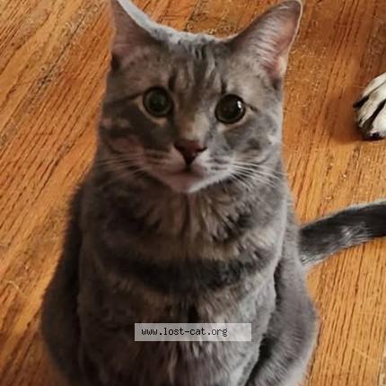 Photo 1/1 Boonsie Chat lost in Park hills