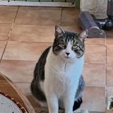 Picture of cat found at Lunel Viel