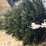 Picture of cat lost at Ansouis