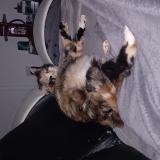 Picture of cat lost at Saint Sulpice La Pointe