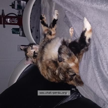 Photo 1/1 Lilas Chat lost in Saint sulpice la pointe