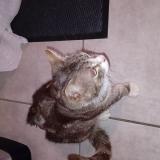 Picture of cat lost at Saint Sulpice La Pointe