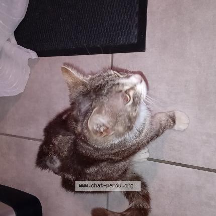 Photo 1/1 Xena Chat lost in Saint sulpice la pointe