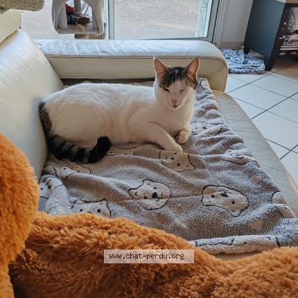 Photo 1/1 Cat reunited Lost in Besayes