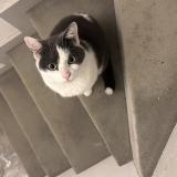 Picture of cat found at Dijon