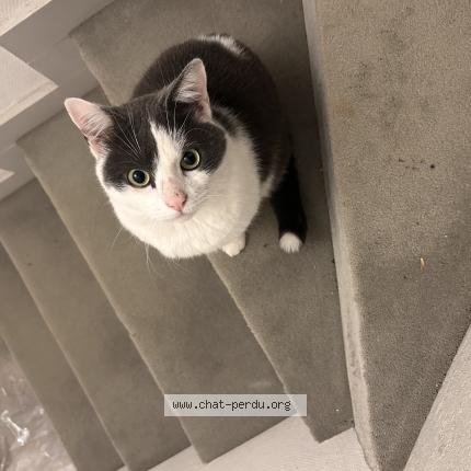 Photo 1/1 Found cat Found in Dijon