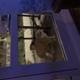 Picture of cat found at Vanves