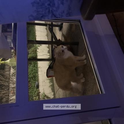 Photo 1/1 Found cat Found in Vanves